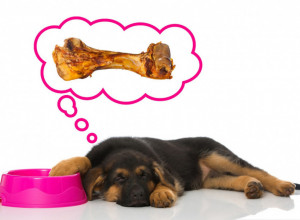 O čemu SANJAJU PSI? Odgovor na pitanje koje postavljaju mnogi vlasnici