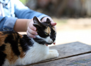 MAČKA MU SPASILA ŽIVOT: Evo kako je četvoronožni ljubimac sprečio pljačku