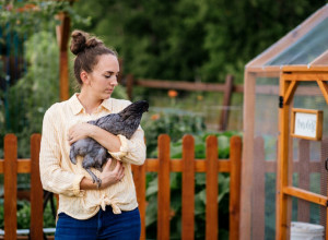 Pijem vino u kokošinjcu: Koke nosilje kao KUĆNI LJUBIMCI hit u Americi