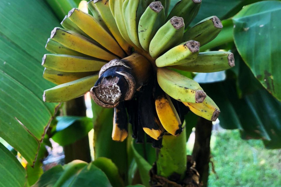 BANANE uspevaju u Srbiji! Evo kako se uzgaja ovo TROPSKO voće i kako ga sačuvati tokom ZIME!