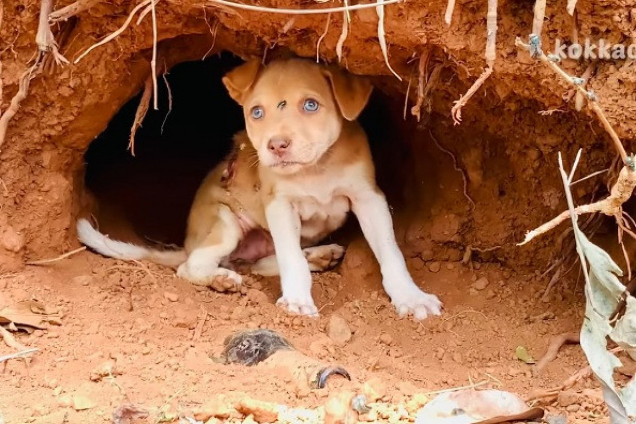 SVI SU GA OSTAVILI, IMAO JE OTVORENU RANU I JAUKAO JE U BOLOVIMA! Sudbina šteneta dira pravo u srce jer je onda usledilo čudo! (VIDEO)
