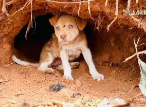 SVI SU GA OSTAVILI, IMAO JE OTVORENU RANU I JAUKAO JE U BOLOVIMA! Sudbina šteneta dira pravo u srce jer je onda usledilo čudo! (VIDEO)