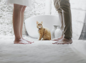 Zašto mačke vole ljude KOJI IH MRZE?