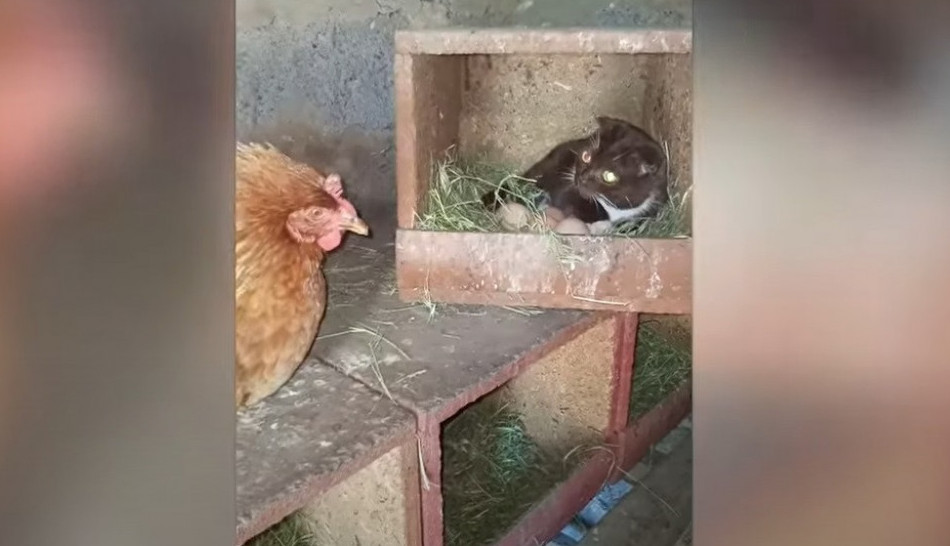 Kokoška zatekla mačku na svojim jajima, ono što je usledilo nema ni na filmu! (VIDEO)