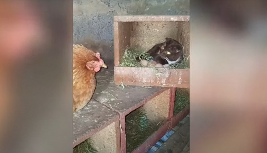 Kokoška zatekla mačku na svojim jajima, ono što je usledilo nema ni na filmu! (VIDEO)