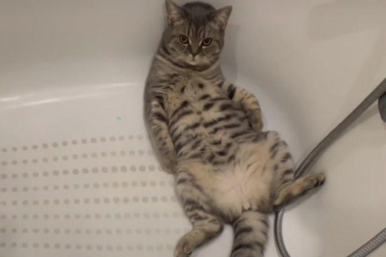 Toliko je toplo, da sam i ja rešila da se rashladim u kadi!