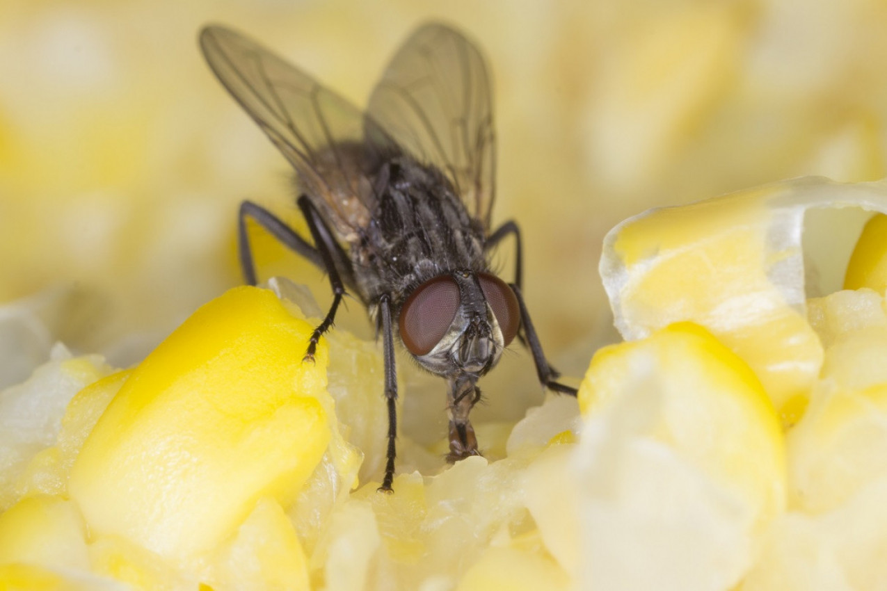 Neuredan, ali EFIKASAN način da se rešite insekata