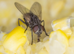 Neuredan, ali EFIKASAN način da se rešite insekata