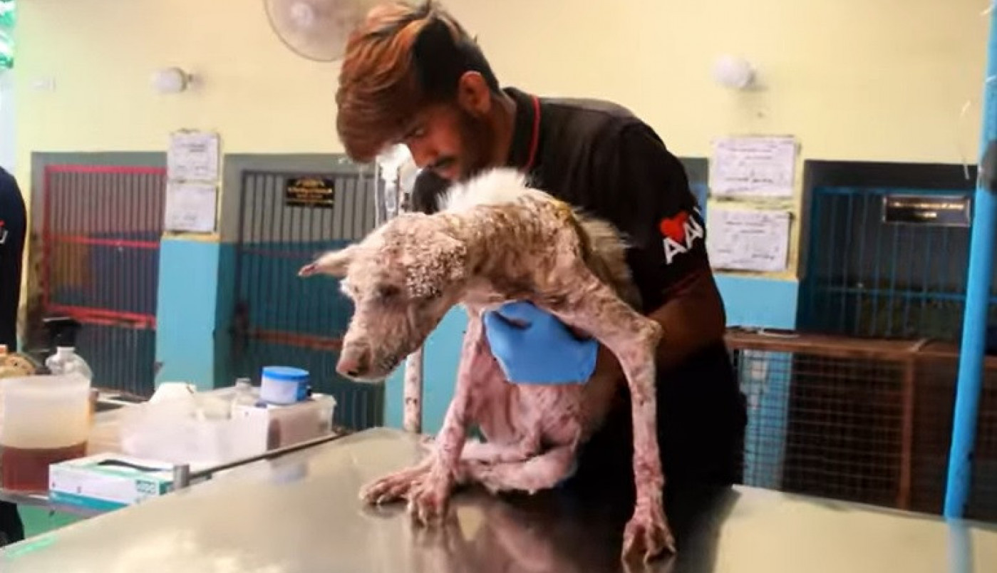 VIDEO KOJI DIRA PRAVO U SRCE! Potresna priča obišla svet, zbog ovog psa svi su plakali, a onda je usledila TRANSFORMACIJA! (VIDEO)