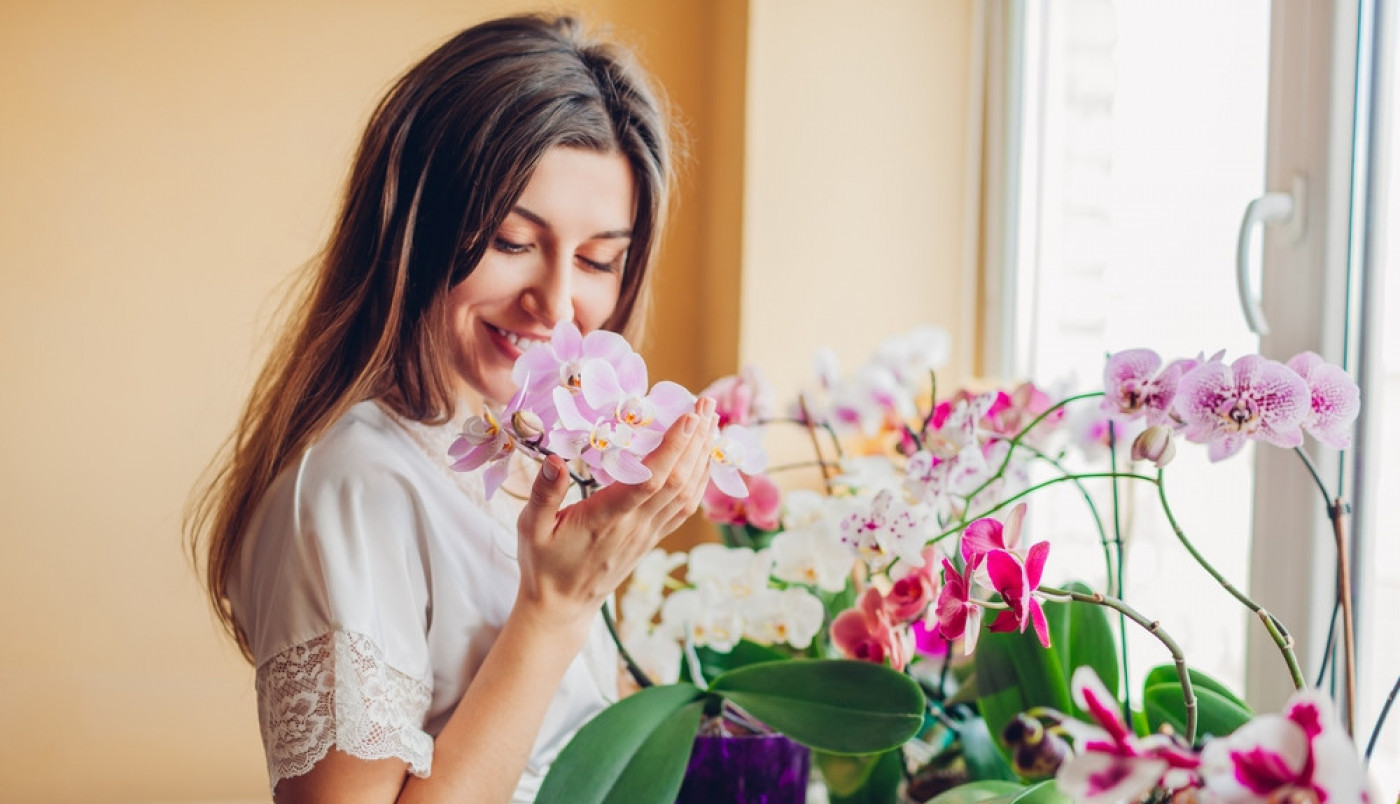 BILJKE KOJE DONOSE LJUBAV, ZDRAVLJE I SREĆU! Ukrasite njima svoj dom i NOVAC ĆE "PADATI S NEBA"!