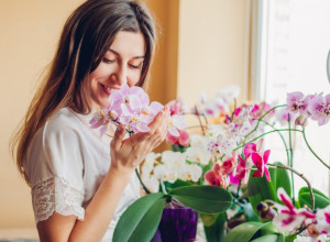 Cveće koje donosi ljubav, sreću i GOMILU NOVCA! Morate ga imati u svom DOMU!
