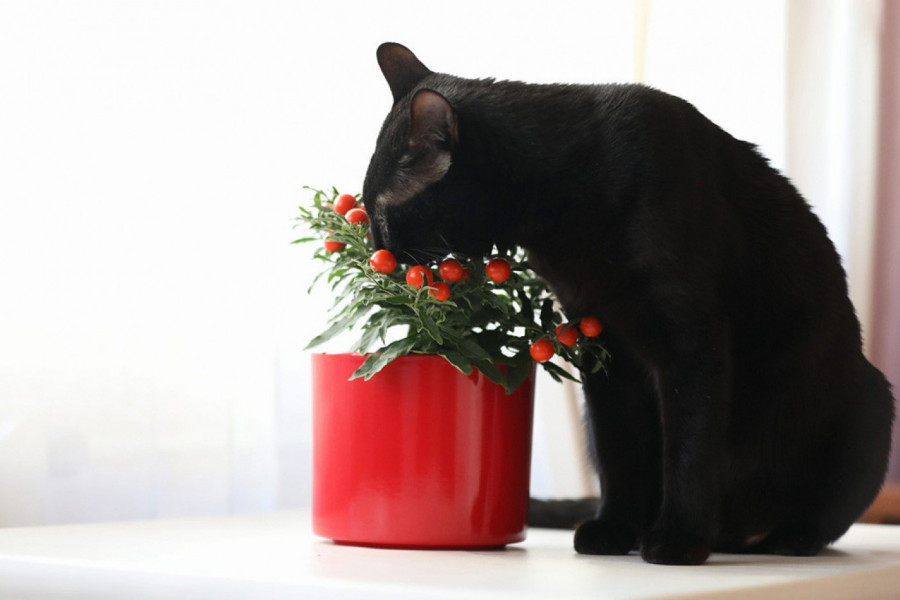 EFIKASNI NAČIN DA MAČKE DRŽITE DALJE OD BILJAKA: Probajte ove jednostavne trikove