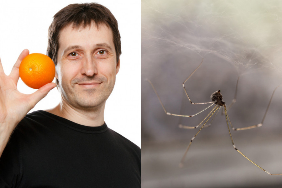 OTERAJTE PAUKOVE ZAUVEK! Poređajte ovaj plod na prozor i bežaće glavom bez obzira!