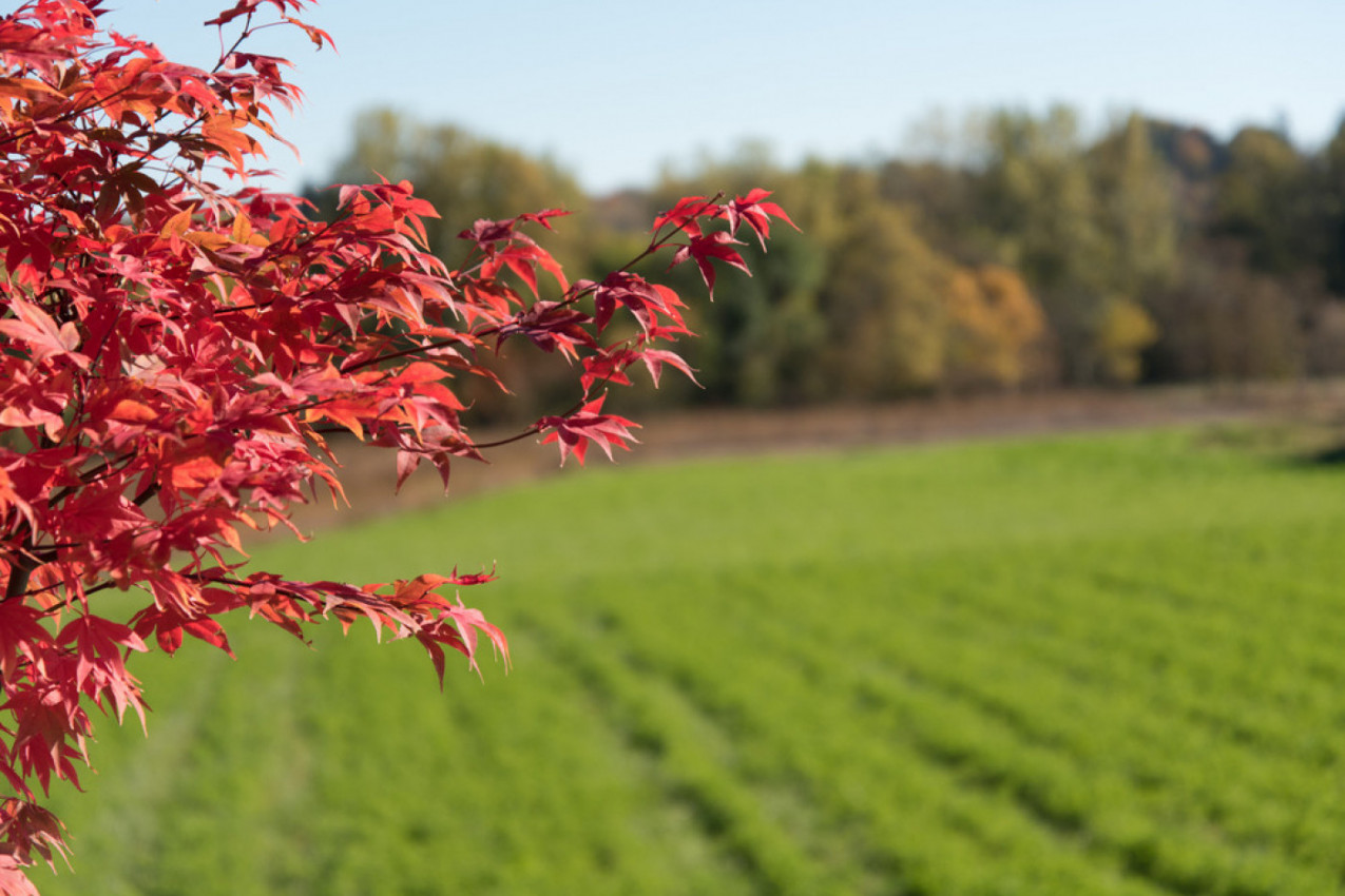 DA LI STE ZNALI? Otrov ove biljke je smrtonosan, a svi je koristimo! U SRBIJI se kupuje u svakom biošpajzu! (FOTO)