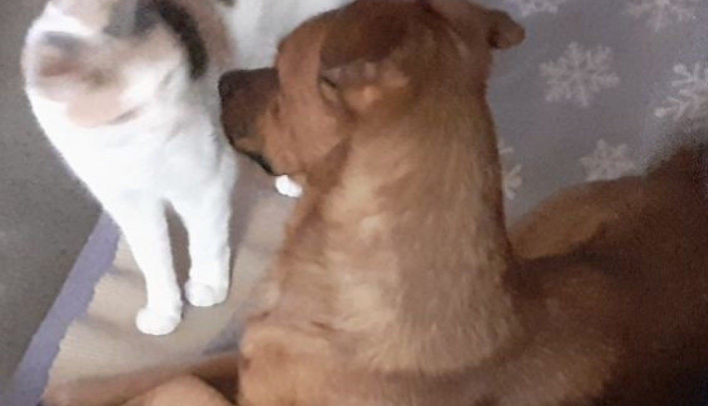 Ljubav ne poznaje granice...