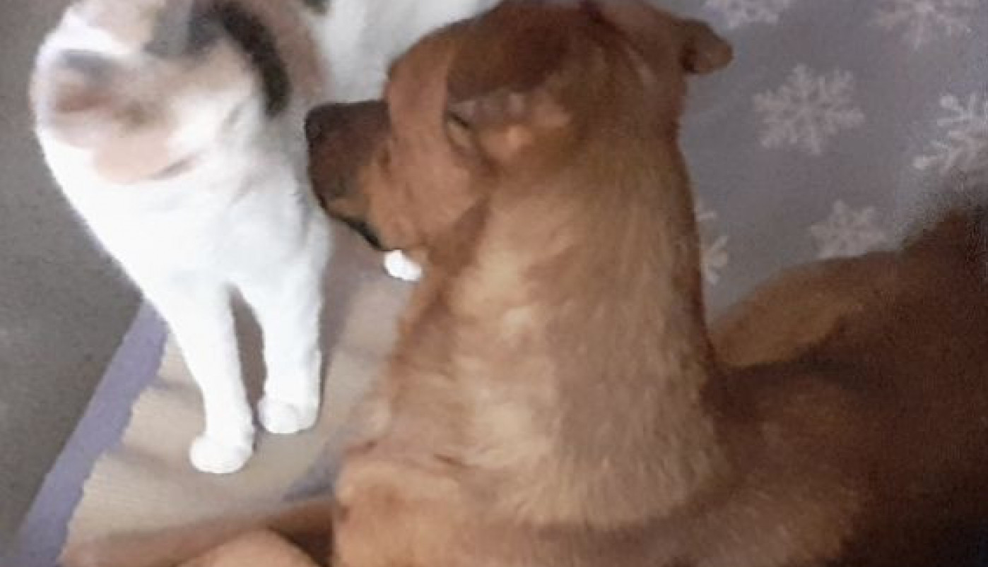 Ljubav ne poznaje granice...