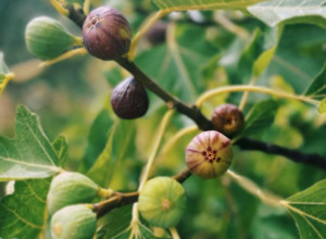 U svakoj SMOKVI nalazi se MRTVA OSA? Stručnjaci otkrivaju istinu