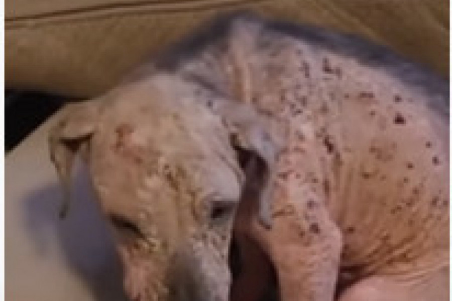 Pronašli su NAPUŠTENOG, IZGLADNELOG PSA SVOG U RANAMA: Njegova priča potpuno će vam slomiti srce (VIDEO)