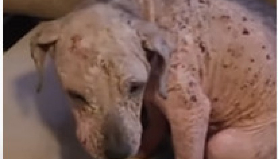 Pronašli su NAPUŠTENOG, IZGLADNELOG PSA SVOG U RANAMA: Njegova priča potpuno će vam slomiti srce (VIDEO)