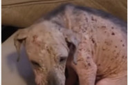 Pronašli su NAPUŠTENOG, IZGLADNELOG PSA SVOG U RANAMA: Njegova priča potpuno će vam slomiti srce (VIDEO)