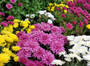 JEDINI JESENJI CVET KOJI SKORO SVUDA USPEVA! Predivnih je cvetova, ali ima izuzetno tužnu simboliku!