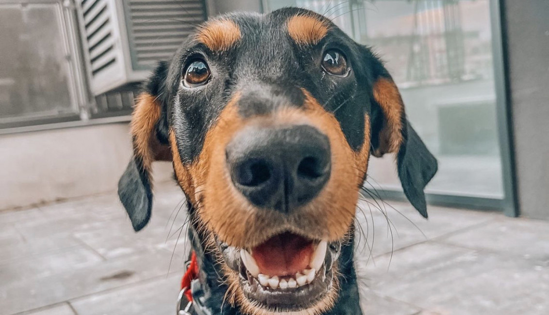 Ja sam Spajdi, a ti?