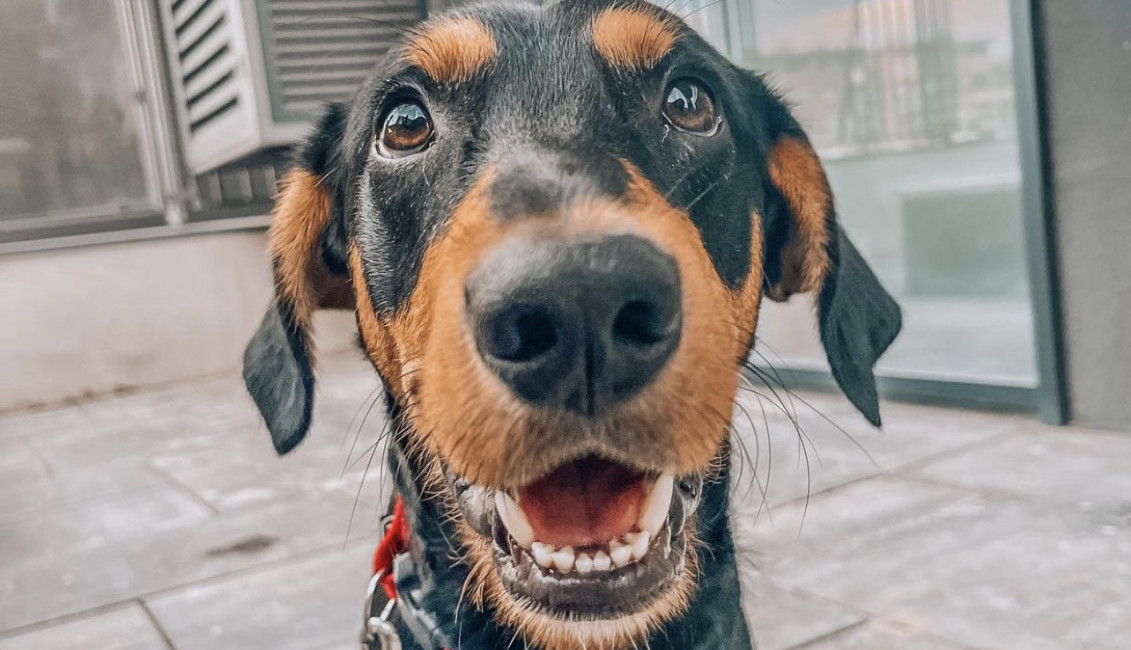 Ja sam Spajdi, a ti?