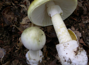 OVA GLJIVA RASTE U CELOJ SRBIJI, A NJEN OTROV JE SMRTONOSAN! Morate znati da je prepoznate! (FOTO)