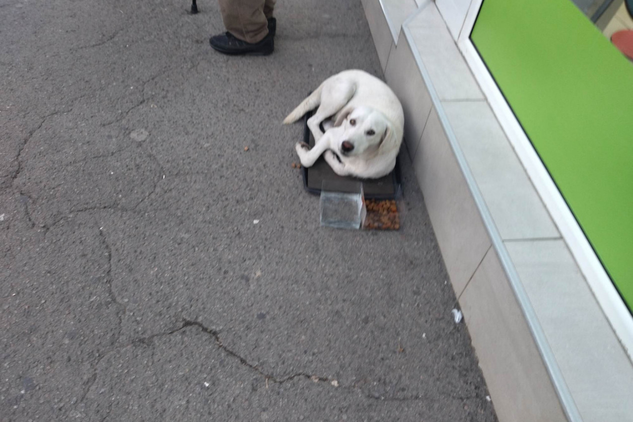 Novosađani pokazali kako brinu o svima...