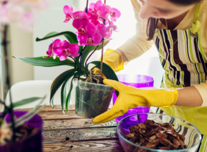 5 saveta kako da vam ORHIDEJE budu zdrave, lepe i cvetaju dugi niz GODINA!
