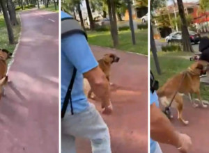 PAS JE ŠETAO PARKOM, A ONDA UGLEDAO ŽENU NA KLUPI: Odjednom je shvatio da je poznaje, scena koja para srce! (VIDEO)