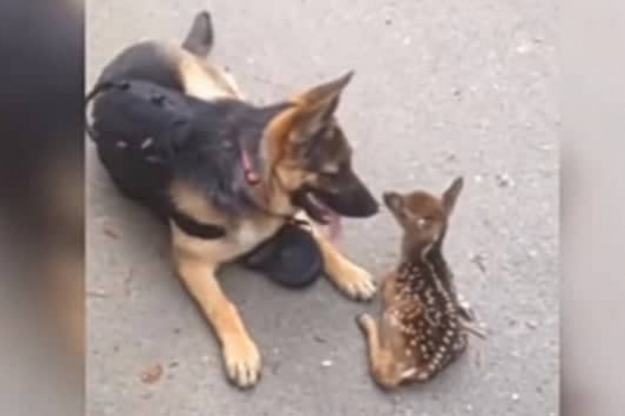 NEMAČKI OVČAR SE ZALETEO NA NEMOĆNO LANE! Policajac je zadrhtao pred tim prizorom, a onda se desilo nešto neverovatno! (VIDEO)
