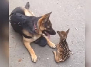 NEMAČKI OVČAR SE ZALETEO NA NEMOĆNO LANE! Policajac je zadrhtao pred tim prizorom, a onda se desilo nešto neverovatno! (VIDEO)