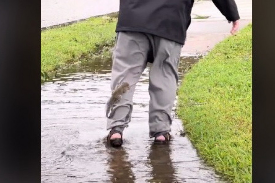 VEVERICA SE ZAGLAVILA U DUBOKOJ BARI, A ONDA JE NAIŠAO ON! Pogledajte šta se desilo, priča topi srca (VIDEO)