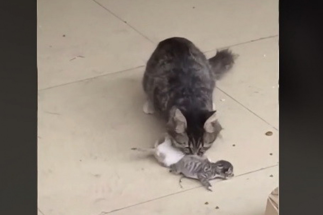 JADNI I ONI I MAJKA KOJA NE ZNA KOME PRE DA POMOGNE! Snimak mame mace i njenih mačića izazvao salve emocija! (VIDEO)