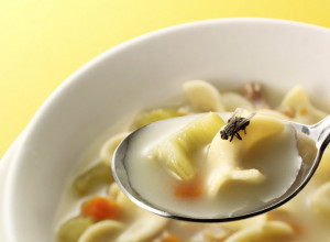 Šta se desi s hranom kad na nju sleti mušica? ZGADIĆE VAM SE KAD SHVATITE KOLIKO ONE RADE JEZIVU STVAR!