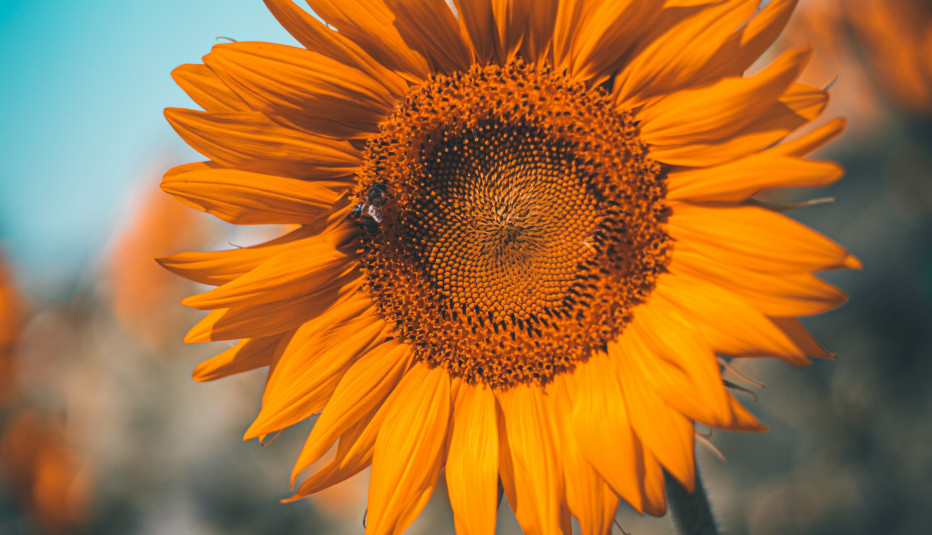 Oktobar još nije "odneo" leto...