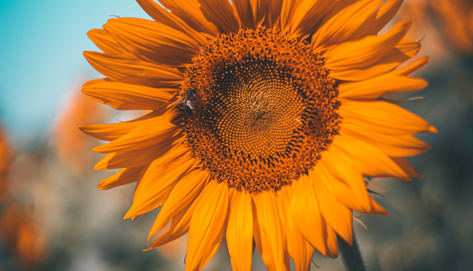 Oktobar još nije "odneo" leto...