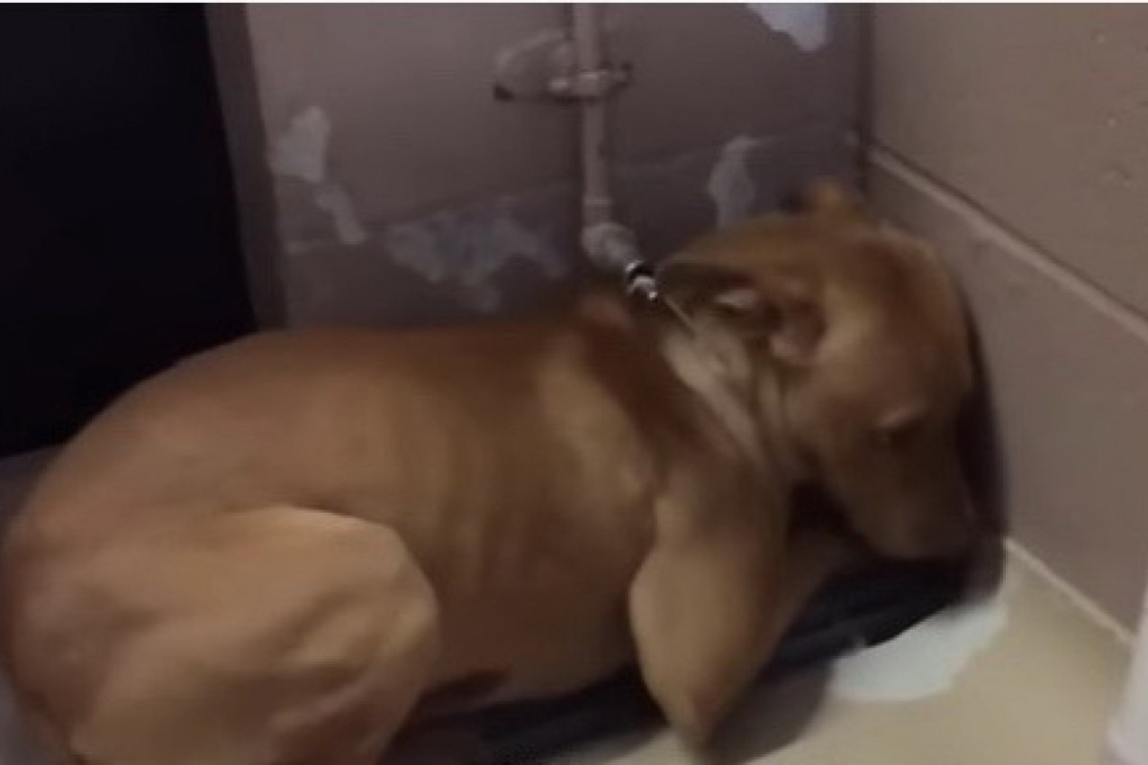 PRIČA KOJA SLAMA SRCA: Niko ne zna šta je malena Eni preživela, pronađena je u jezivom stanju! (VIDEO)