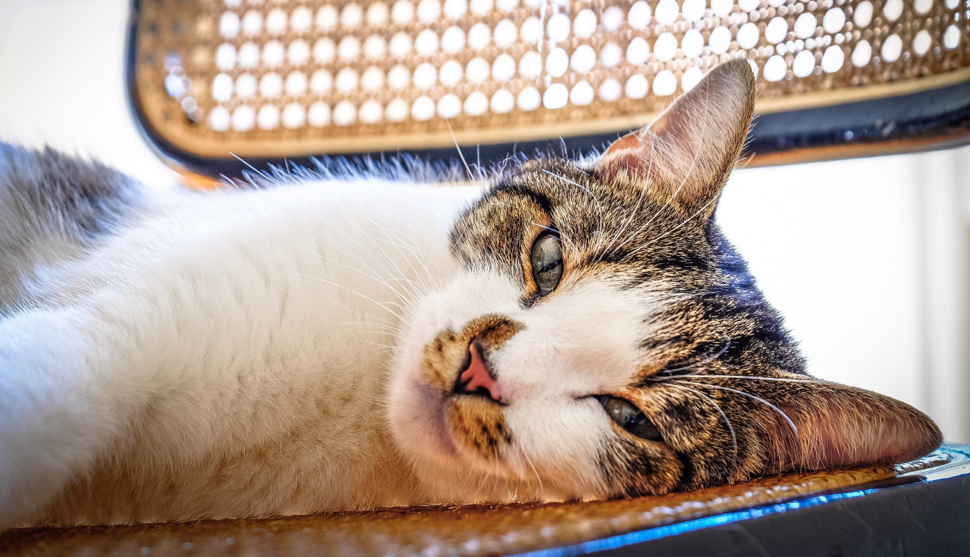 Ne uživamo samo mi u sunčanom oktobru