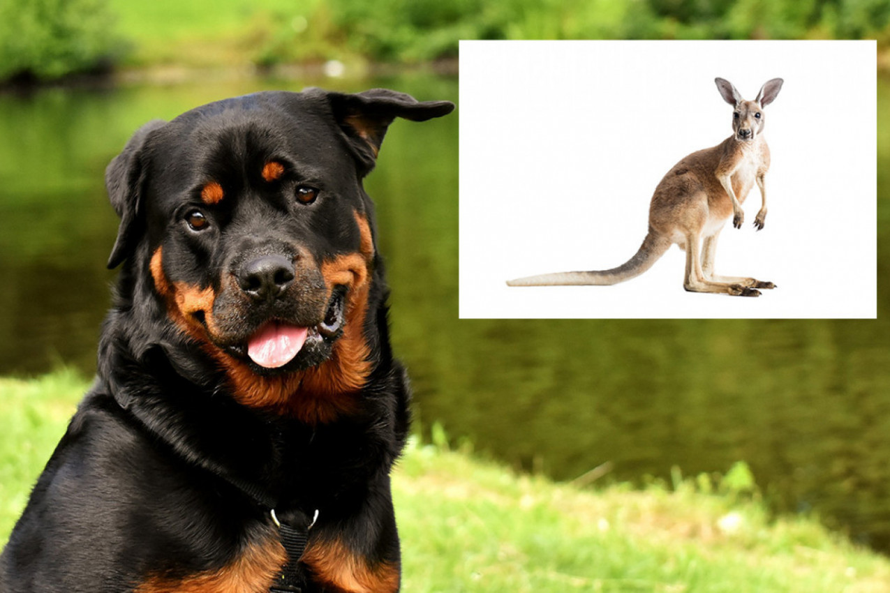 EPSKA BITKA TRAJALA JE 45 MINUTA: Potresna priča obišla svet, pas je spasao vlasnicu od pomahnitalog kengura, bio je spreman na sve!