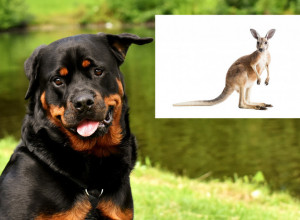 EPSKA BITKA TRAJALA JE 45 MINUTA: Potresna priča obišla svet, pas je spasao vlasnicu od pomahnitalog kengura, bio je spreman na sve!