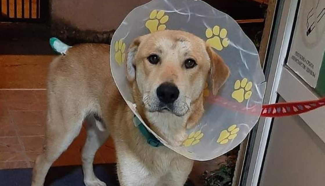 BRED PIT IZ ZEMUNA TRAŽI DOM!  Kuca sa ulice trpela zlostavljanje, sada čeka na porodicu koja će ga voleti zauvek!(FOTO)