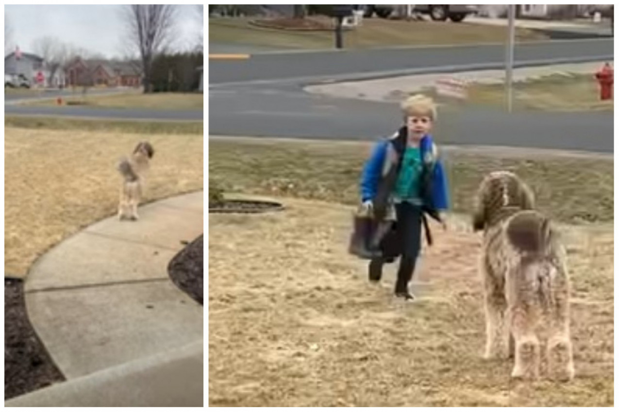 OVAKO TREBA SVAKOGA DANA DA DOČEKUJETE DETE IZ ŠKOLE: Prizor koji tera suze na oči (VIDEO)