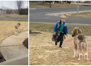 OVAKO TREBA SVAKOGA DANA DA DOČEKUJETE DETE IZ ŠKOLE: Prizor koji tera suze na oči (VIDEO)