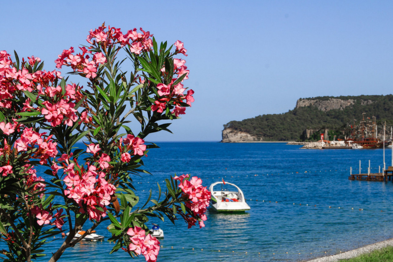 OLEANDER - TAKO LEP, A OTROVAN: Biljka koja je rasprostanjena širom Mediterana može izazvati teška trovanja, pa i smrt! (FOTO)