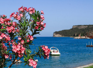 OLEANDER - TAKO LEP, A OTROVAN: Biljka koja je rasprostanjena širom Mediterana može izazvati teška trovanja, pa i smrt! (FOTO)