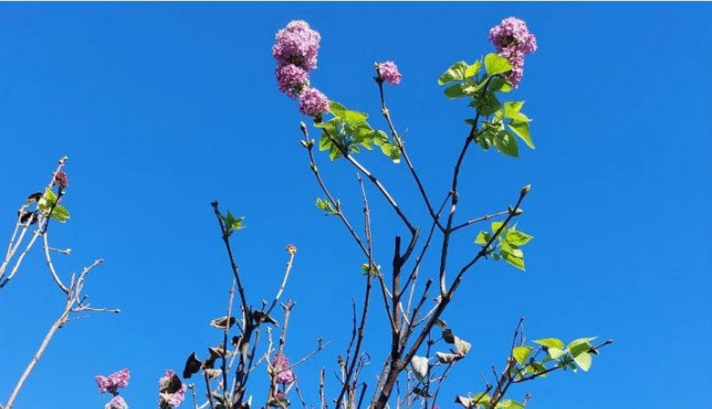 Procvetao jorgovan u oktobru...