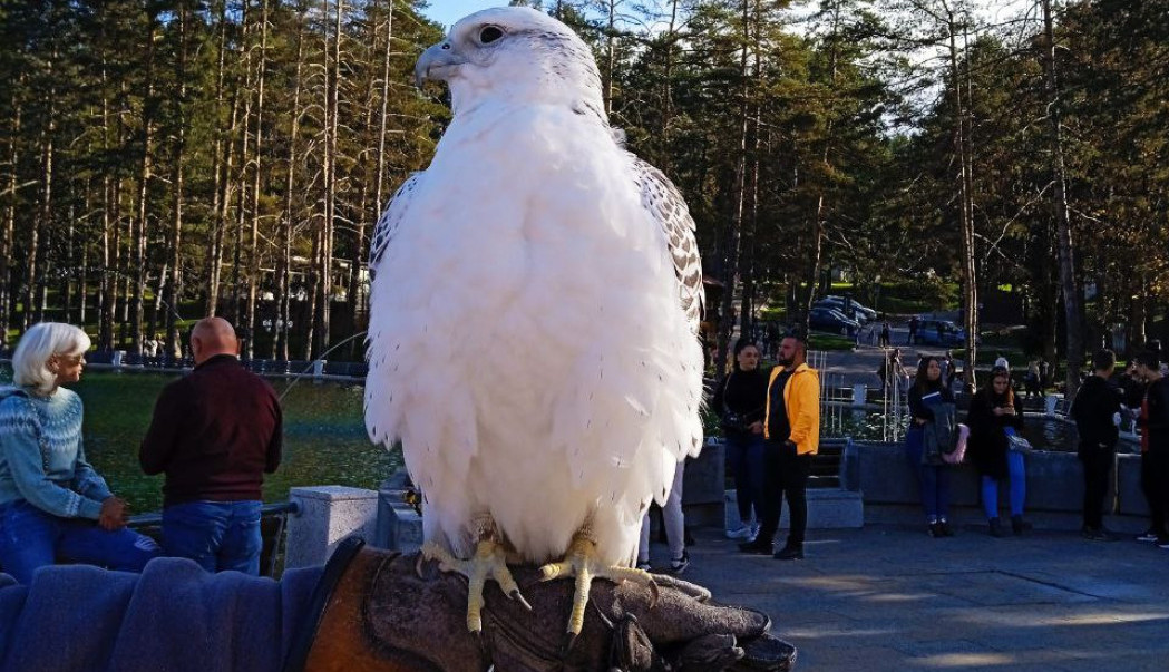 Snežni soko Nera glavna je atrakcija Zlatibora