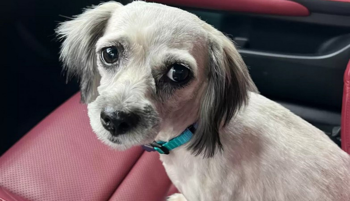 PRONAŠAO JE NA GROBLJU MALU ŽIVOTINJU I USLEDIO JE VELEOBRT! Rešena misterija duga godinu dana! (VIDEO)